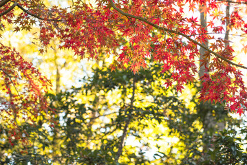 東京の秋を彩る紅葉と楓 / Red Maple Leaves in Autumn Tokyo, Japan