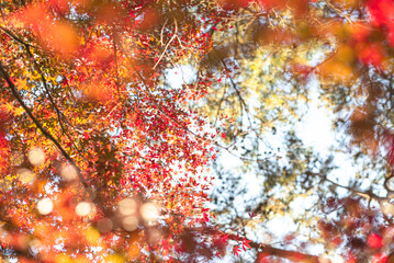 東京の秋を彩る紅葉と楓 / Red Maple Leaves in Autumn Tokyo, Japan