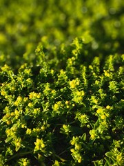 Obraz premium Close-up of bright green coastal plants (honckenya peploides) growing close to the shore
