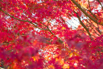 東京の秋を彩る紅葉と楓 / Red Maple Leaves in Autumn Tokyo, Japan