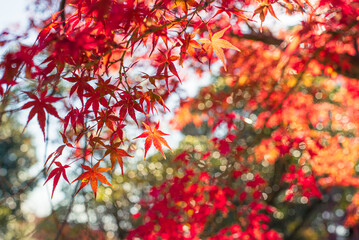 東京の秋を彩る紅葉と楓 / Red Maple Leaves in Autumn Tokyo, Japan