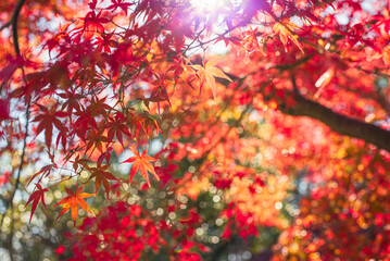 東京の秋を彩る紅葉と楓 / Red Maple Leaves in Autumn Tokyo, Japan