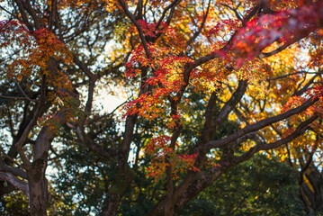 東京の秋を彩る紅葉と楓 / Red Maple Leaves in Autumn Tokyo, Japan