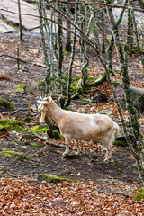 Naklejka premium Golden goat grazing in an autumn forest surrounded by colorful leaves and trees