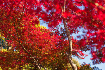 東京の秋を彩る紅葉と楓 / Red Maple Leaves in Autumn Tokyo, Japan