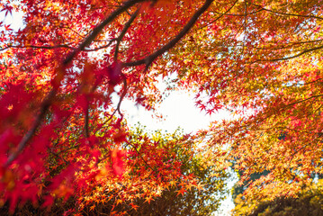 東京の秋を彩る紅葉と楓 / Red Maple Leaves in Autumn Tokyo, Japan