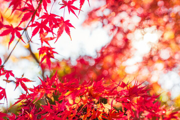 東京の秋を彩る紅葉と楓 / Red Maple Leaves in Autumn Tokyo, Japan