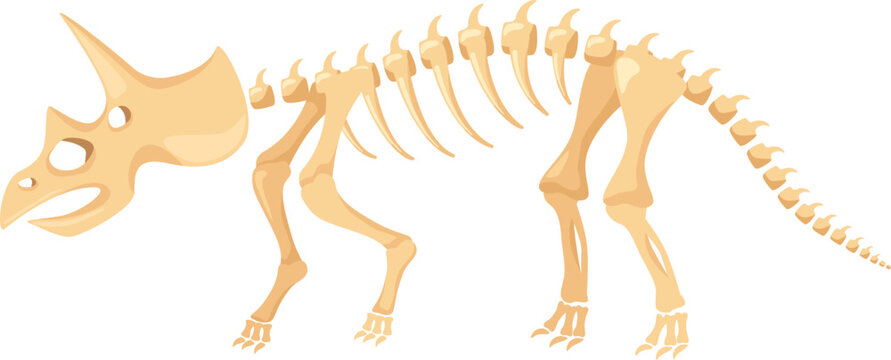 Triceratops dinosaur skeleton illustrating prehistoric life and paleontology