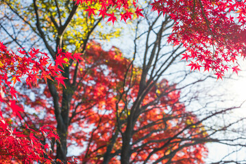 東京の秋を彩る紅葉と楓 / Red Maple Leaves in Autumn Tokyo, Japan
