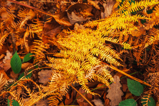 Vibrant autumn ferns gracefully dot the forest floor, creating a warm tapestry of gold and rust as leaves begin their seasonal transformation