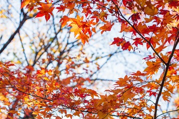 東京の秋を彩る紅葉と楓 / Red Maple Leaves in Autumn Tokyo, Japan