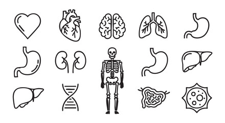 Human internal organs minimalist line art icons vector illustration set