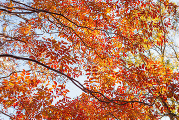 東京の秋を彩る紅葉と楓 / Red Maple Leaves in Autumn Tokyo, Japan