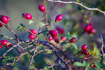 Czerwone owoce dzikiej r&oacute;ży na rozmytym tle.