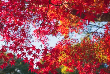 Fotobehang Bordeaux 東京の秋を彩る紅葉と楓 / Red Maple Leaves in Autumn Tokyo, Japan  © tashism
