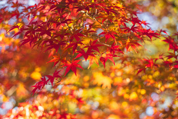東京の秋を彩る紅葉と楓 / Red Maple Leaves in Autumn Tokyo, Japan