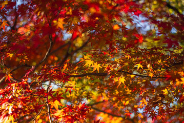 東京の秋を彩る紅葉と楓 / Red Maple Leaves in Autumn Tokyo, Japan
