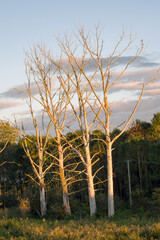 Suche konary drzew w pięknym oświetleniu zachodzącego słońca.