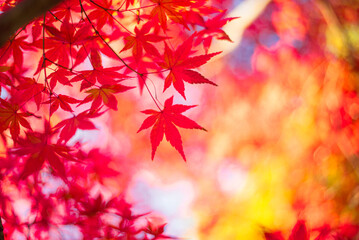東京の秋を彩る紅葉と楓 / Red Maple Leaves in Autumn Tokyo, Japan