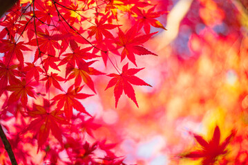 東京の秋を彩る紅葉と楓 / Red Maple Leaves in Autumn Tokyo, Japan