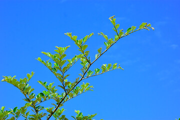 Indian Jujube Tree Branch with Young Fruits Against Clear Blue Sky