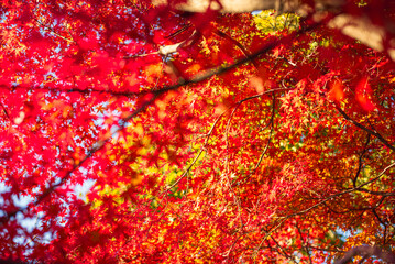 東京の秋を彩る紅葉と楓 / Red Maple Leaves in Autumn Tokyo, Japan