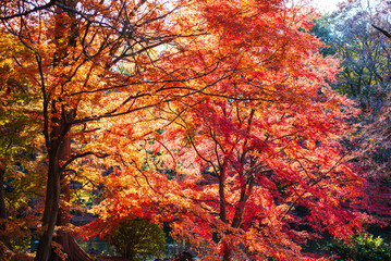 東京の秋を彩る紅葉と楓 / Red Maple Leaves in Autumn Tokyo, Japan