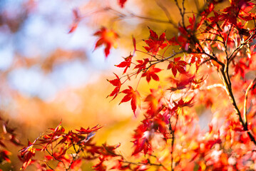 東京の秋を彩る紅葉と楓 / Red Maple Leaves in Autumn Tokyo, Japan
