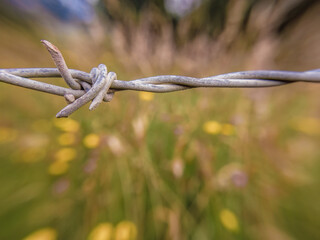 A spike of a barbed wire fence against a defocused dandelion field, in a farm in the eastern Andean mountains of central Colombia, near the Iguaque natural reserve.