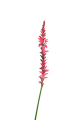 Kerzenknöterich (Bistorta amplexicaulis)