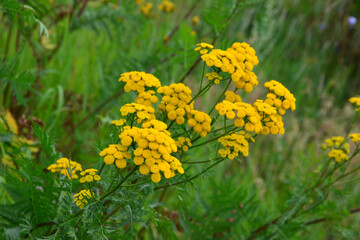 Bright Yellow Tansy Flowers in Green Foliage