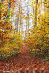 Autumn Park Pathway Surrounded by Colorful Trees