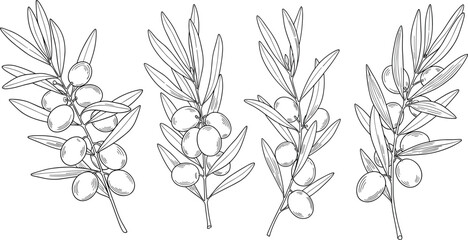 Hand drawn olive branch set, black and white floral sketch, botanical illustration, organic food fruit, vector leaf design element, nature.