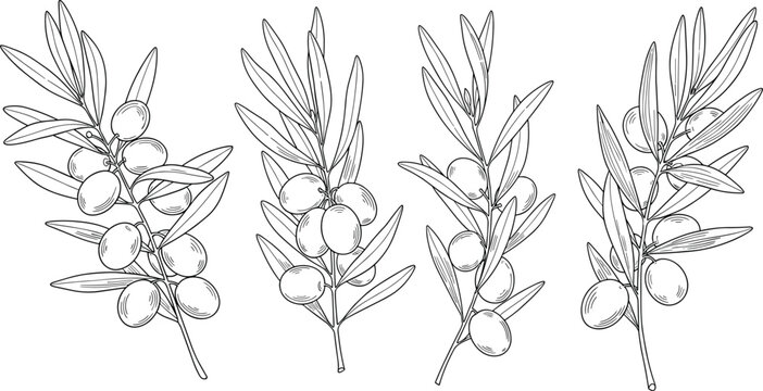 Hand drawn olive branch set, black and white floral sketch, botanical illustration, organic food fruit, vector leaf design element, nature.