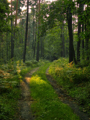 Obraz premium overgrown road in the forest