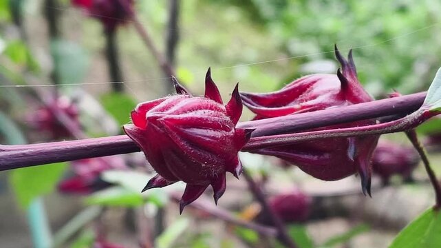 Close up of Roselle flower in nature garden