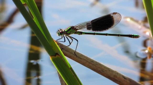 A vibrant green and black dragonfly rests delicately on a stem in natural habitat