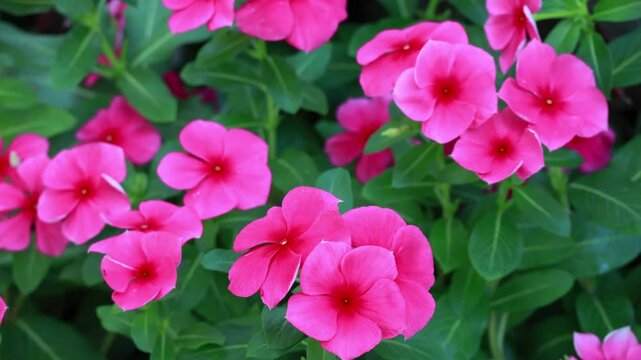 Footage of Bunches of Hot Pink Madagascar Periwinkle Blooming in the Yard