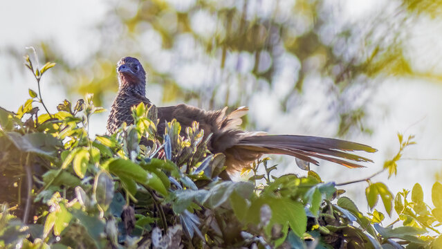 A Colombian chachalaca on top of a tree receiving the early morning sunlight, in a forest in the eastern Andean mountains of central Colombia, near the Iguaque natural reserve.