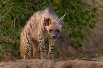  Indian Striped Hyena 