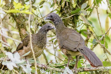 A couple of Colombian chachalacas standing among the branches of a tree, in a forest in the eastern Andean mountains of central Colombia, near the Iguaque natural reserve.
