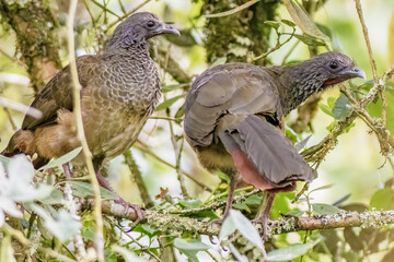 A couple of Colombian chachalacas standing among the branches of a tree, in a forest in the eastern Andean mountains of central Colombia, near the Iguaque natural reserve.