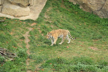 Bengal Tiger Walking on Green Grass Calm Wildlife Scene