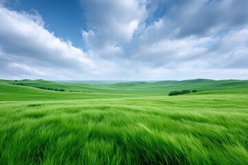 Naklejka premium Green Meadow Under Blue Sky: A vast, undulating meadow of vibrant green grass stretches towards the horizon under a bright, cloud-dotted sky, creating a scene of tranquil beauty and open space.