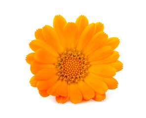 Calendula. Flower  isolated on white background.
