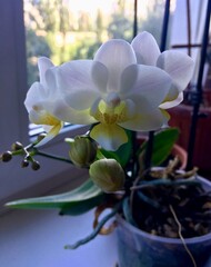 orchid in a glass vase