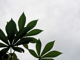 Silhouette of cassava leaves with white cloudy background