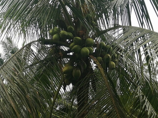 Low angle view of coconut tree focusing on the coconuts