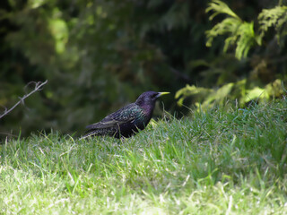 a bird walking on the grass (Sturnus vulgaris)
