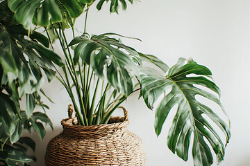 Close-up of a vibrant Monstera Deliciosa (Swiss Cheese Plant) with its iconic fenestrated leaves, elegantly potted in a rustic woven basket against a bright white wall.